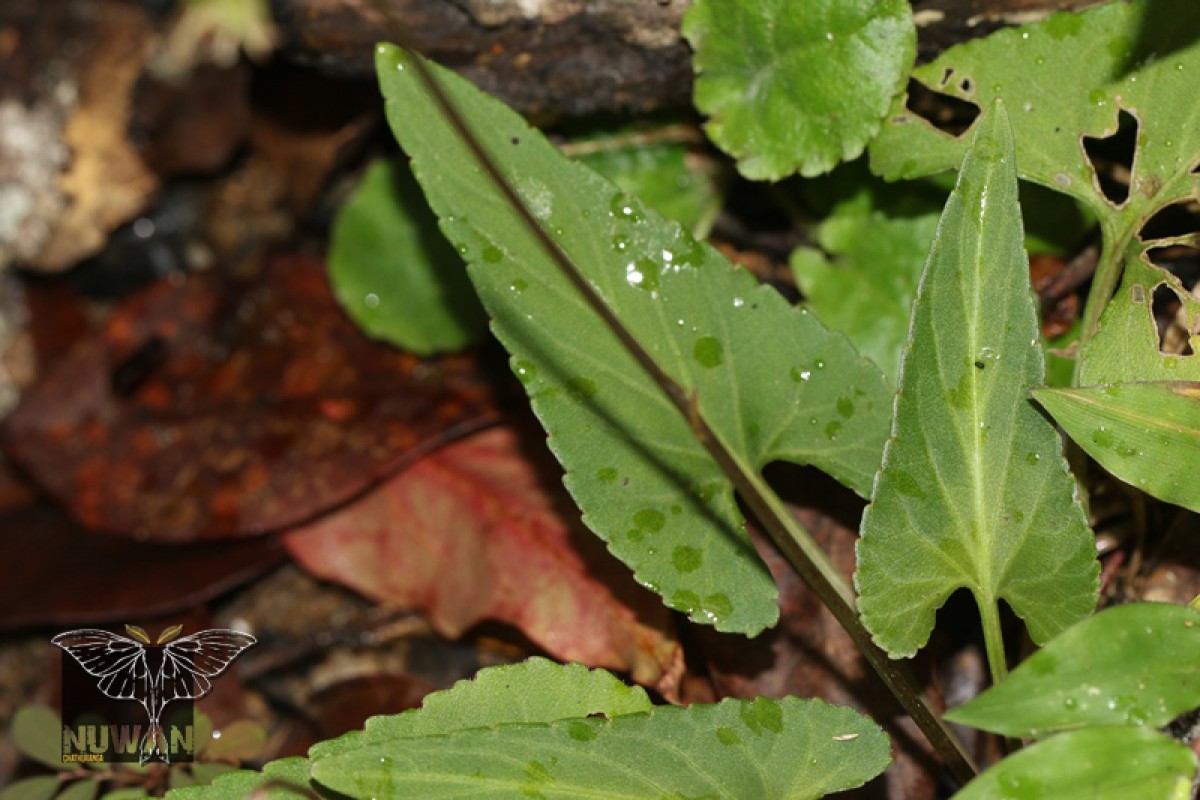 Viola betonicifolia Sm.